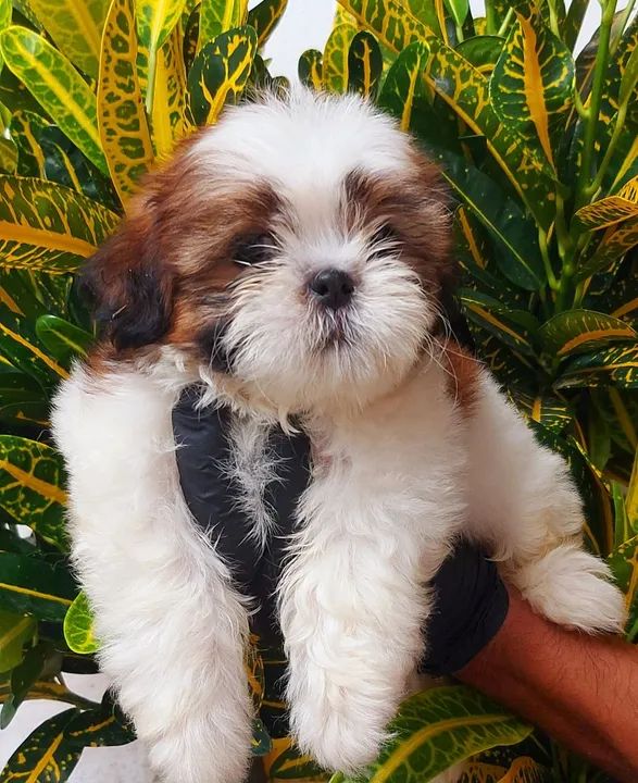 PROMOÇÃO DE FILHOTES DE SHIH-TZU  - Foto 4