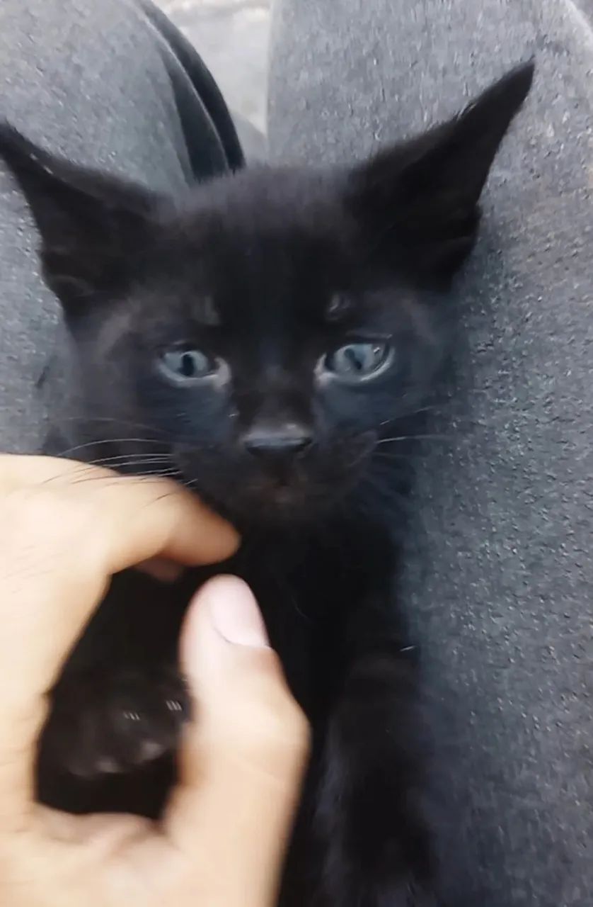 Gato filhote - preto - Ozzy (Para adoção responsável) [2 MESES]
