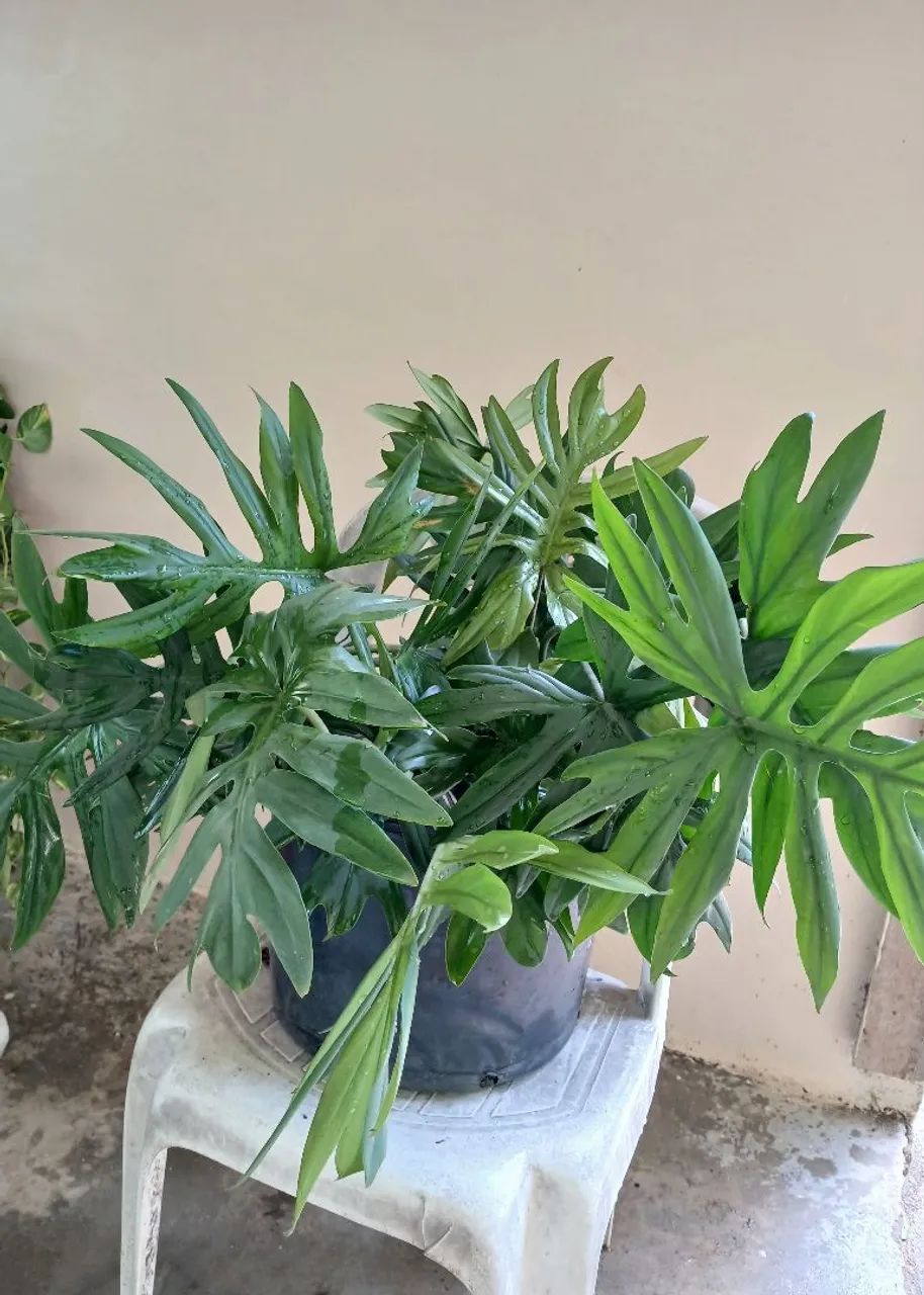 Planta philodendron xanadu - Foto 2
