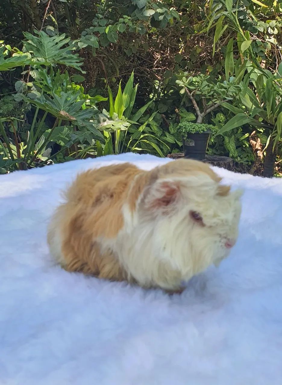 Porquinhos da Índia - Peruano - Foto 6