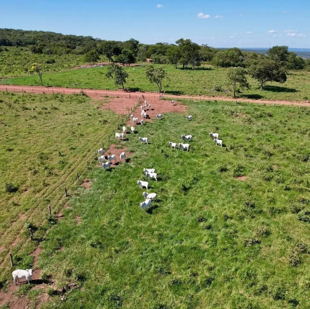COD433- FAZENDA À VENDA 667 HECTARES RIO NEGRO/MS