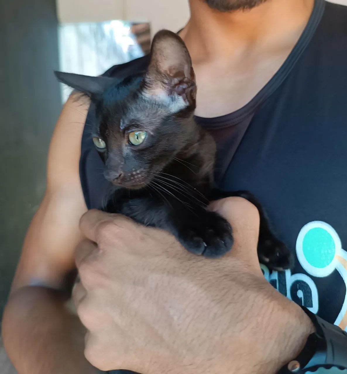 Gatinhos Filhotes - Foto 4