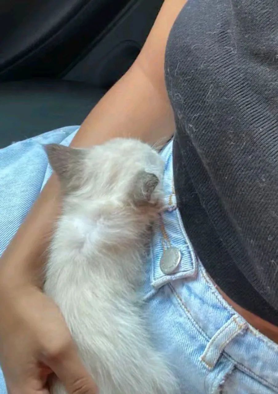 Doação de Gatos siameses  - Foto 3