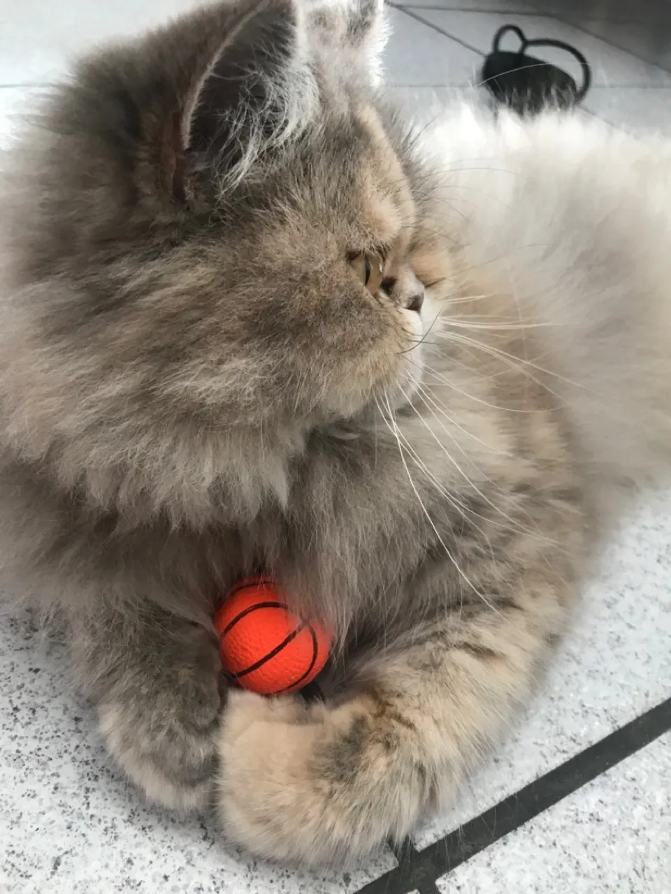 Gata persa