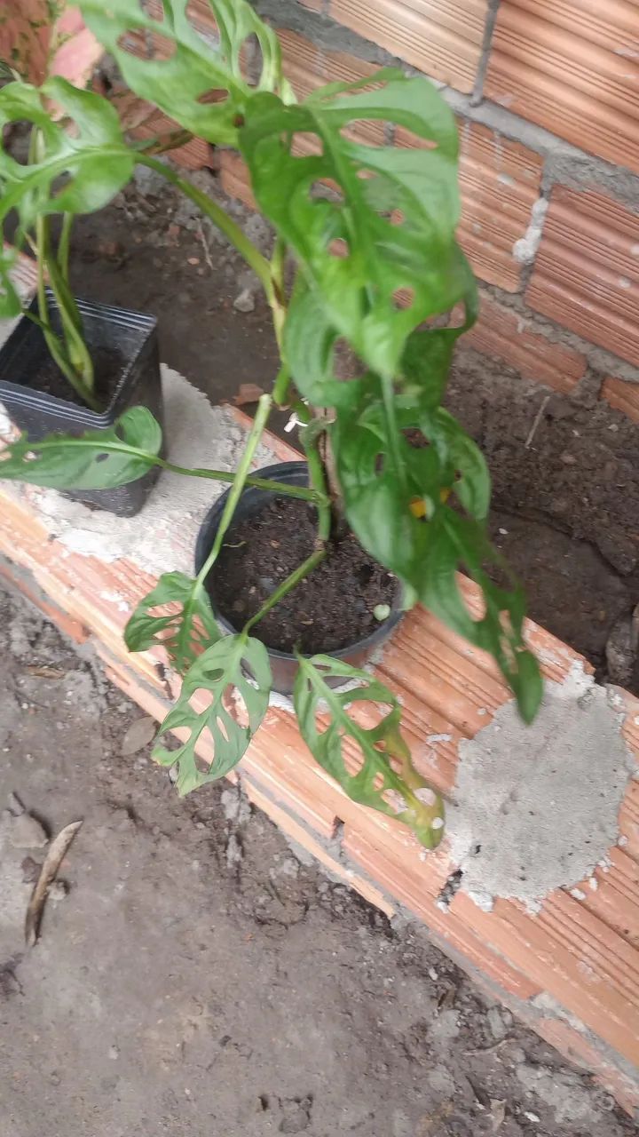 Planta ornamental com vaso de cerâmica - Foto 2