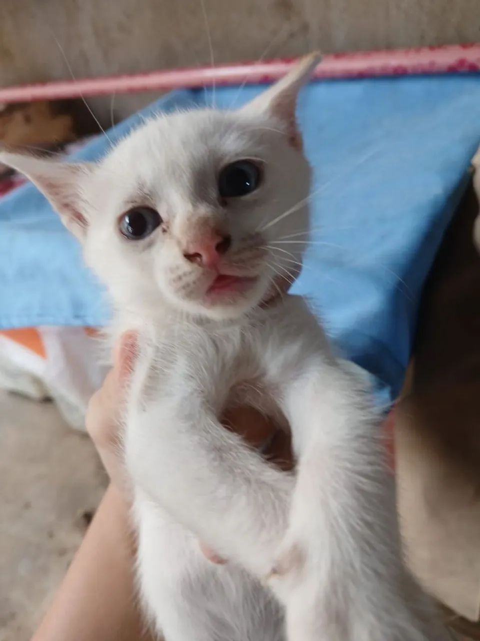 Gatinhos para adoção - Foto 5