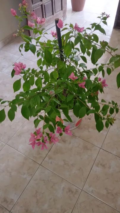 Bougainvillea Rosa em vaso - Foto 2