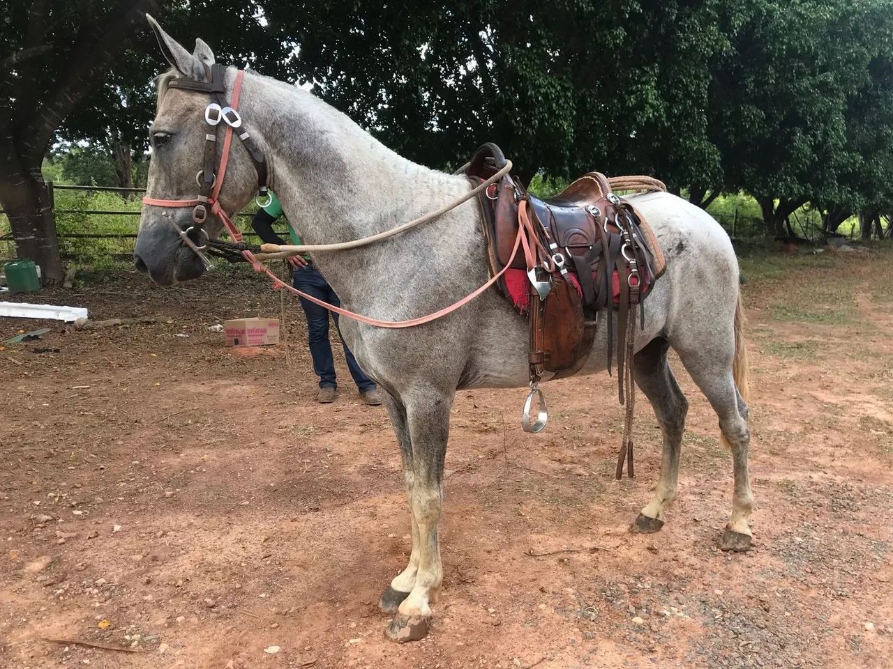 Cavalo Manso - Foto 2