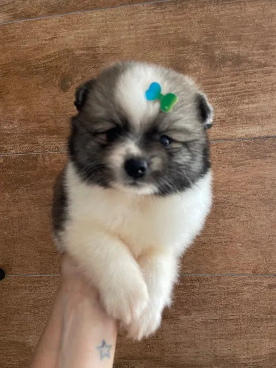 Filhote de Spitz Alemão  - Foto 4
