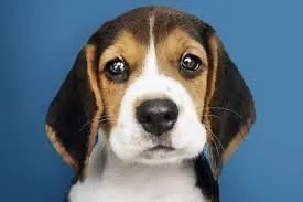 Filhote Beagle - Fofo e Brincalhão