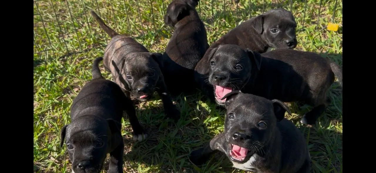Filhotes de Staffordshire bull Terrier  - Foto 3
