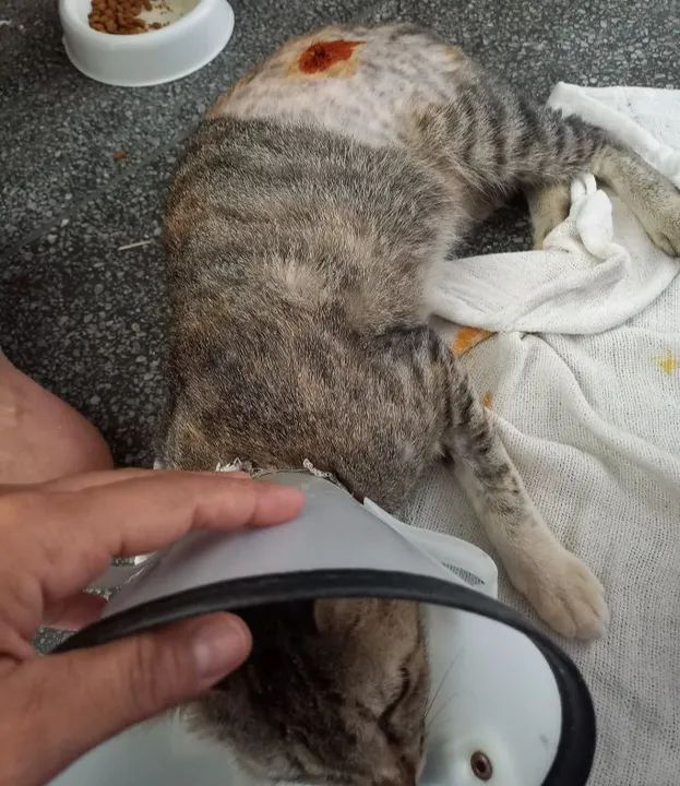 Doação responsável gata castrada  - Foto 2