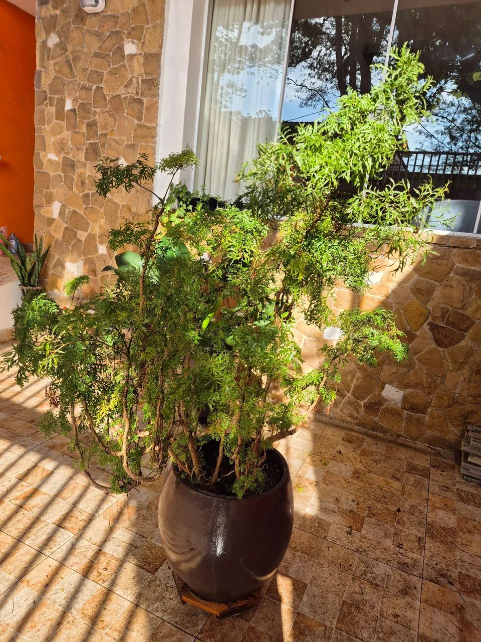 Planta em vaso