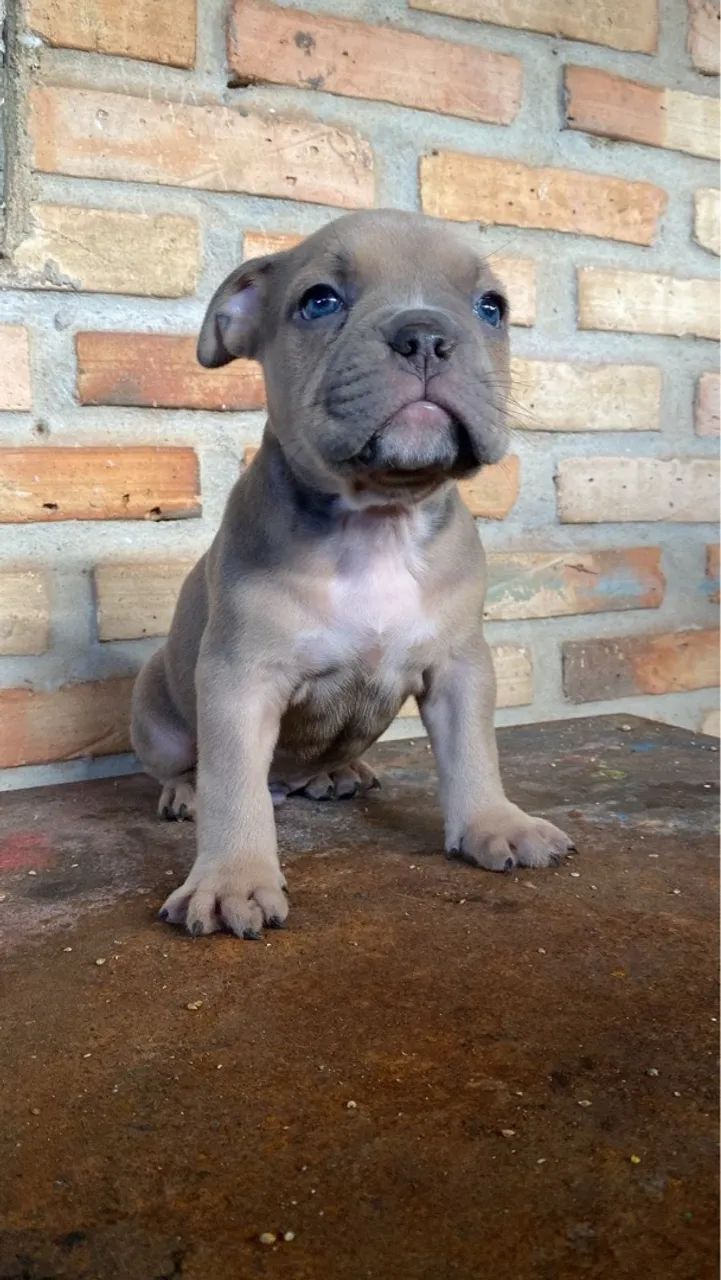 Filhote de Pitbull - Foto 2