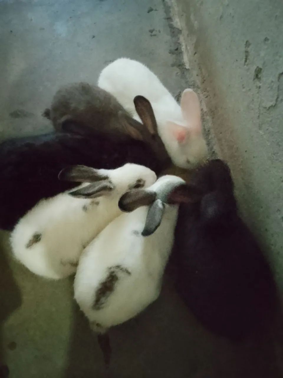 Vendas63824598343427120