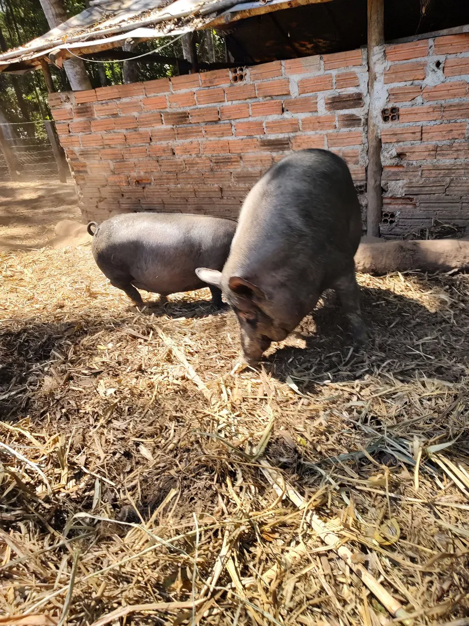 Porcos para banha