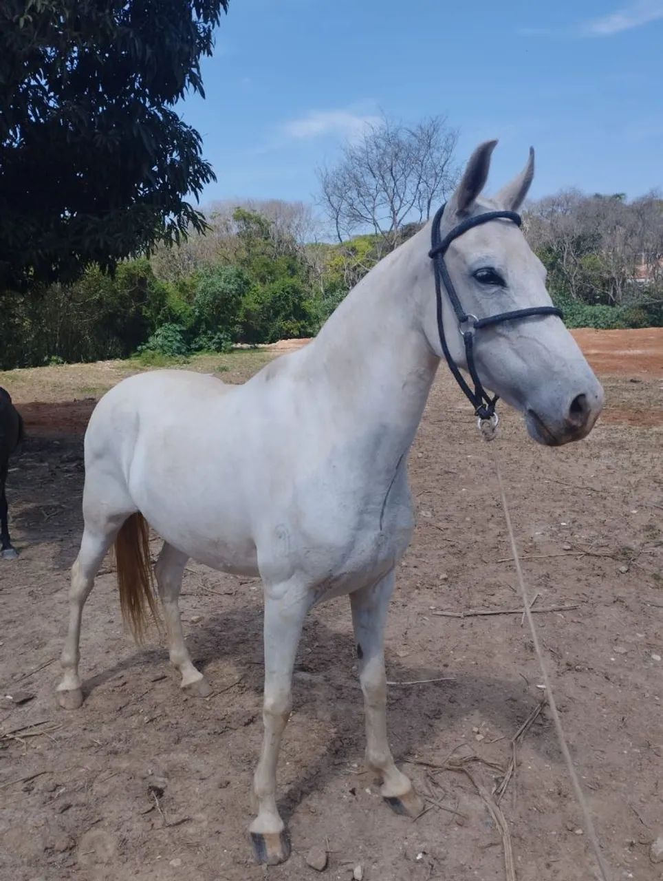 Égua  - Foto 4