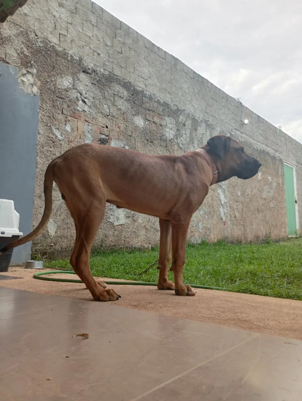 Fila Brasileiro