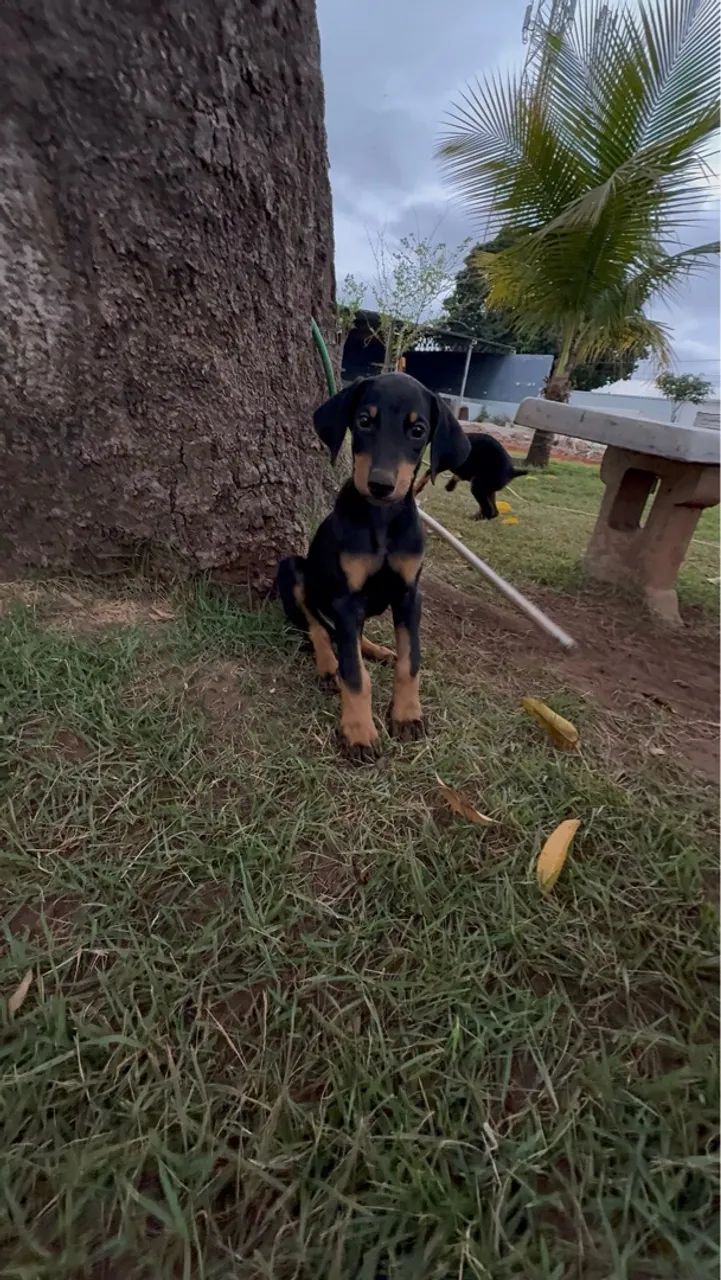 VENDA DE FILHOTES DOBERMAN