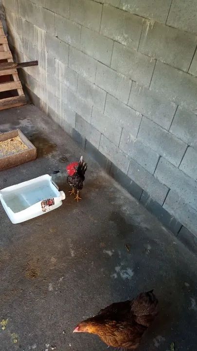 Vendo galinha, frango, ganize  - Foto 4