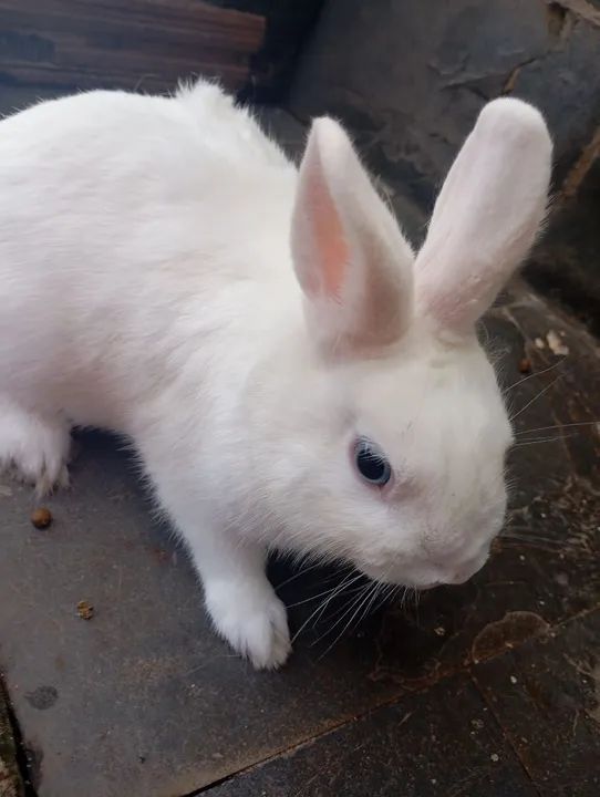 Coelhinho branco fofinho macho adulto mini coelho Nertherland 