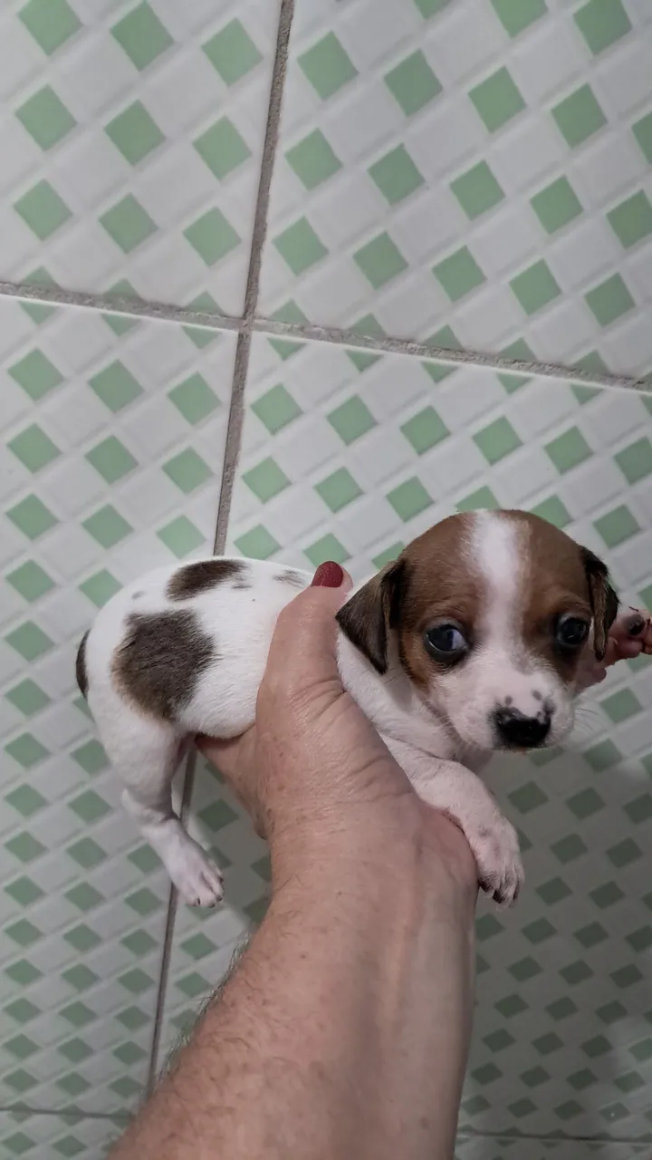 Filhote de Jack Russel Terrier para adoção