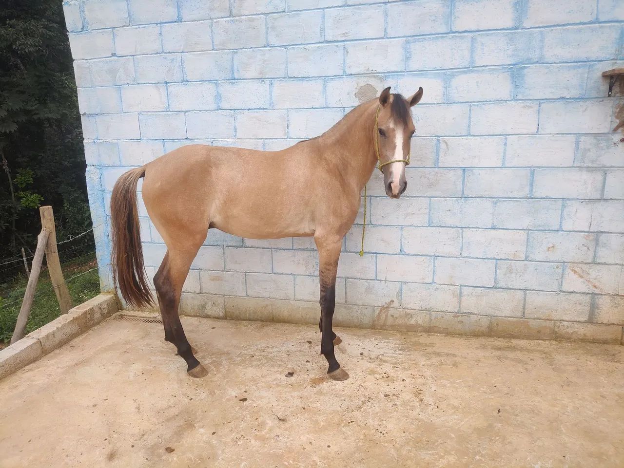 Potro Mangalarga Marchador  - Foto 2