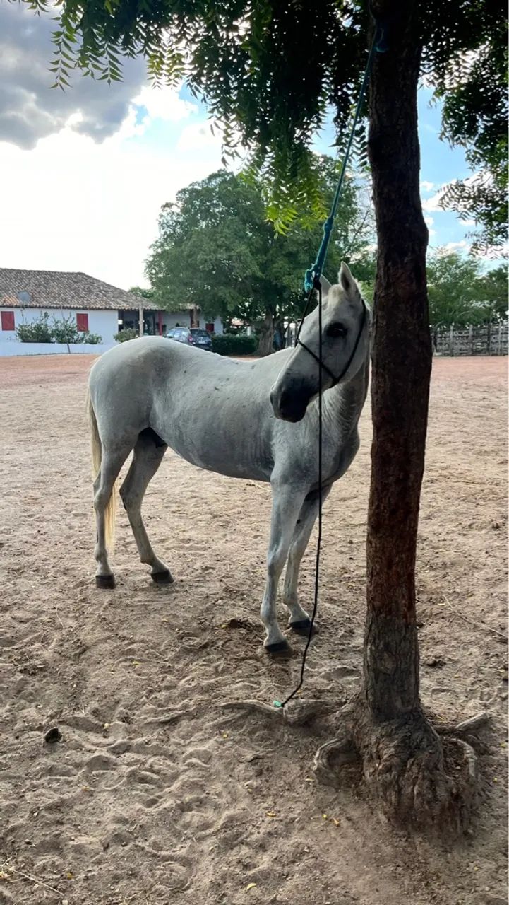 Cavalo Marcha picada  - Foto 5