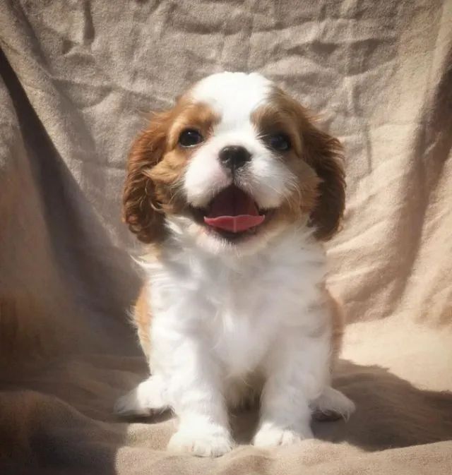 Filhote de Cavalier King Charles Spaniel Cachorros Engenheiro