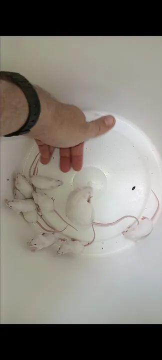 ? Filhotes de Camundongo à Venda - Super Oferta! ?