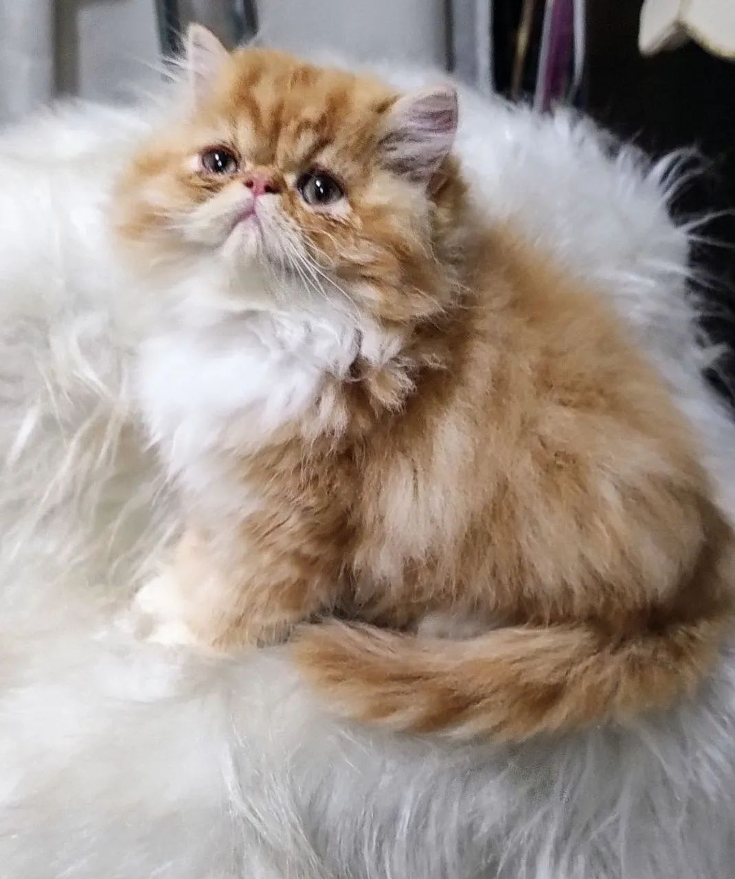 Gatinho persa Lindo I - Foto 2