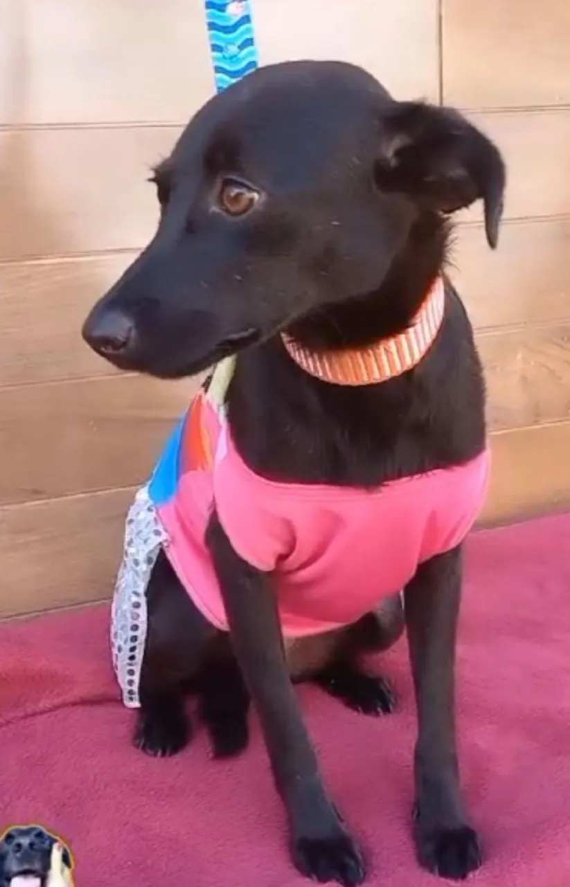 Cão para adoção
