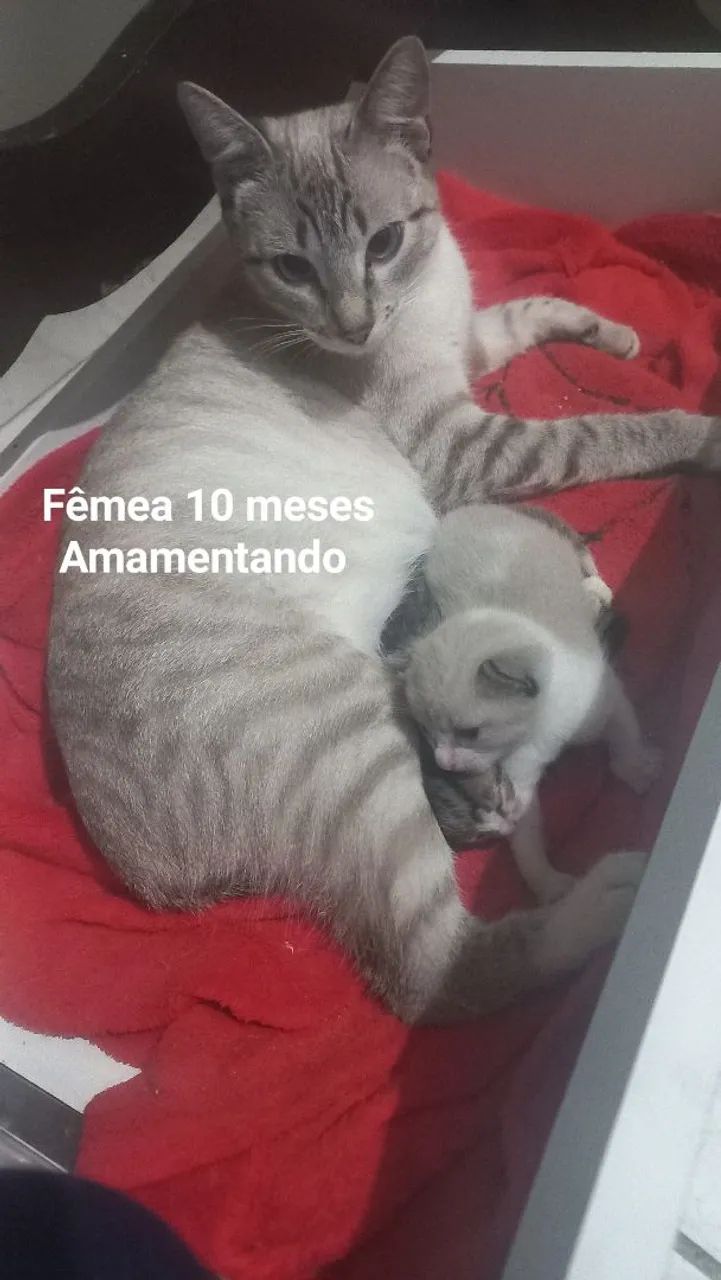 Doação de gatos - Foto 3