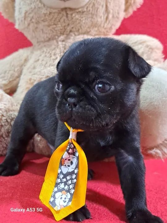 Pug pretinho macho com 67 dias- Dani