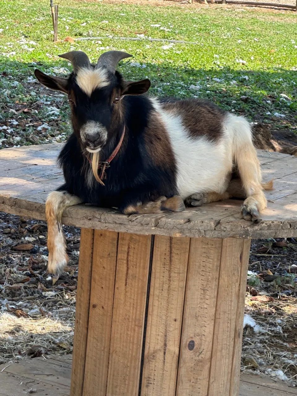 Mini bode tricolor (mini cabra, mini animais) - Foto 5
