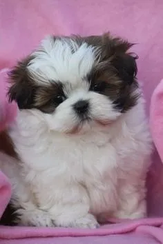 Apaixonantes - Shih Tzu