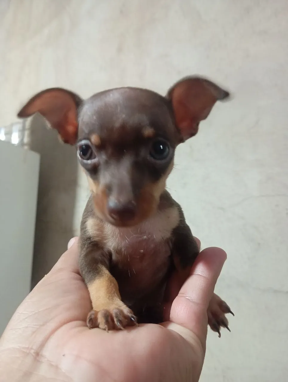 Pincher fémia zero com 1