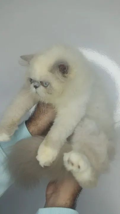 Gato Persa com Pedigree. - Foto 5