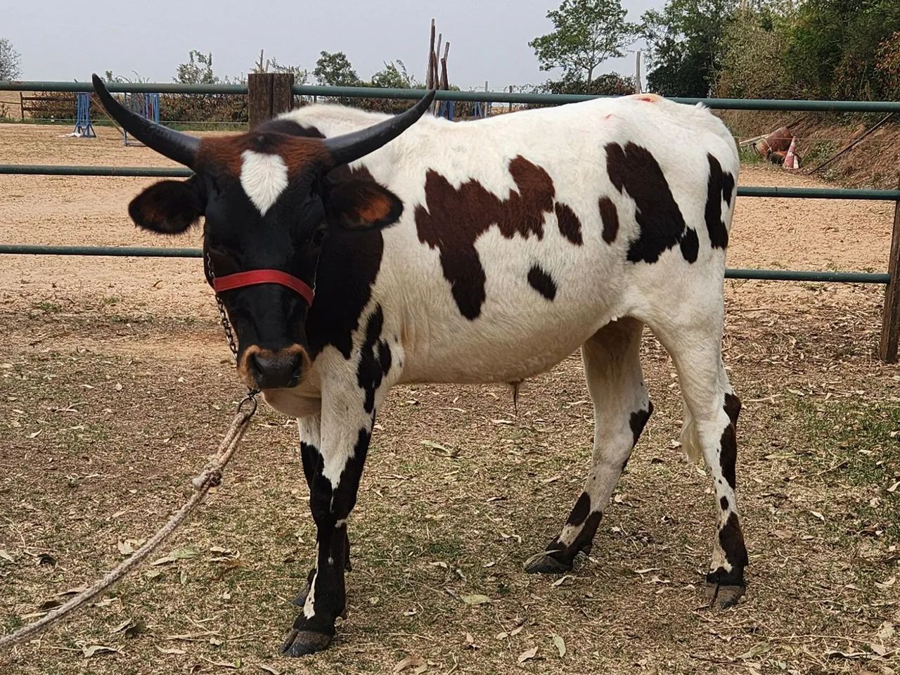 Garrote Longhorn  - Foto 5