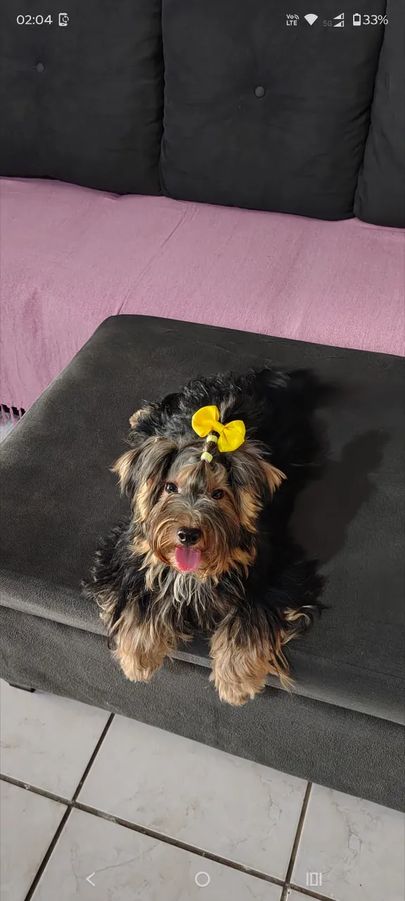 Vendo de fêmea yorke 7 meses
