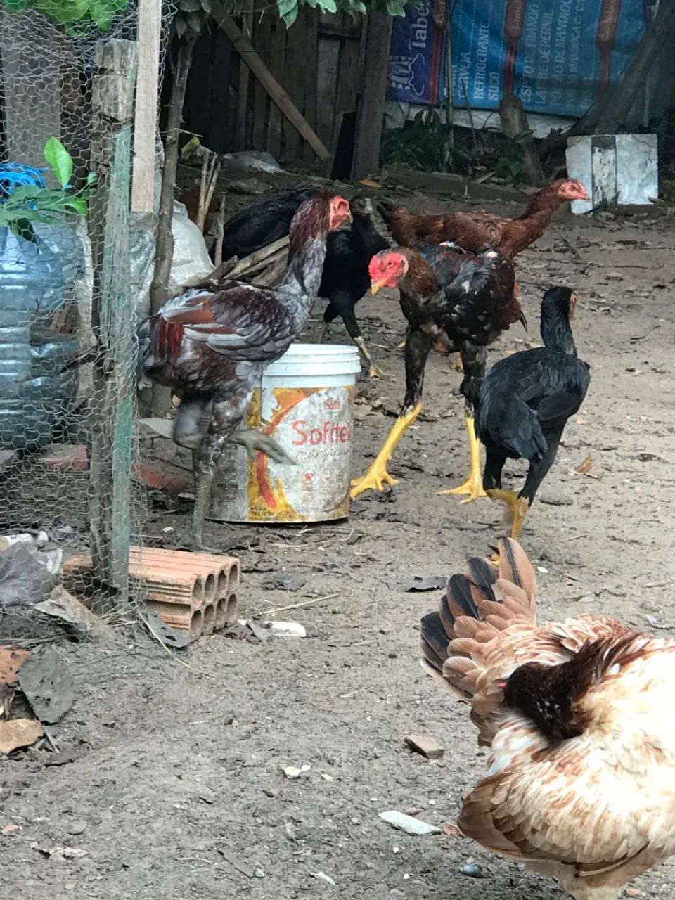 Galo frango  - Foto 4