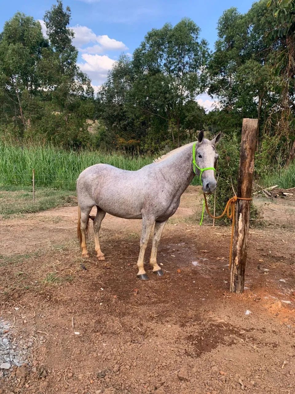 Égua