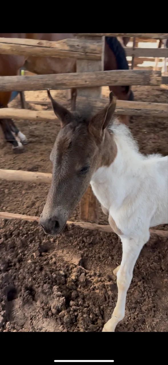 Égua Preta Parida Fêmea Pampa - Foto 2