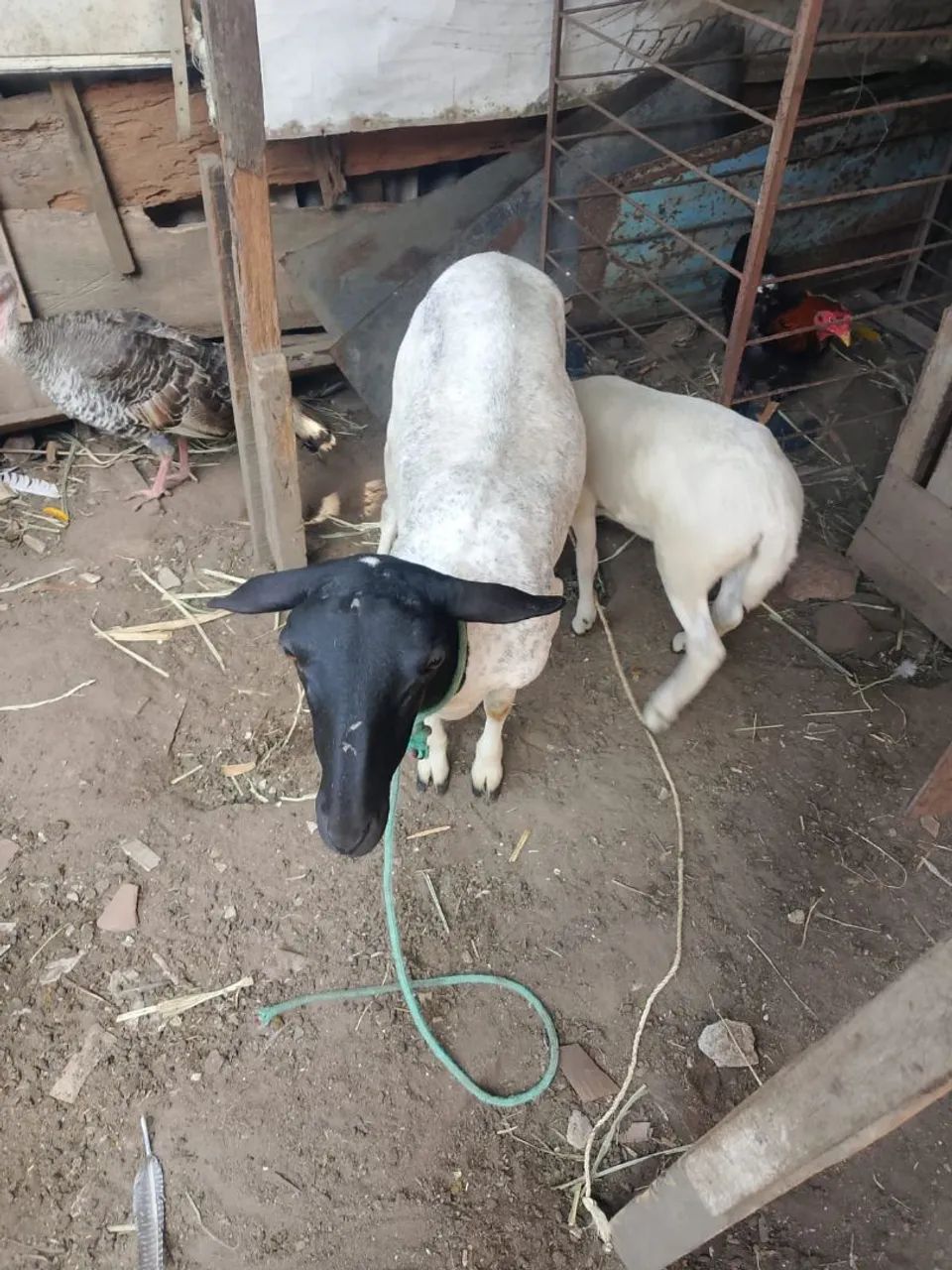 Caneira parida