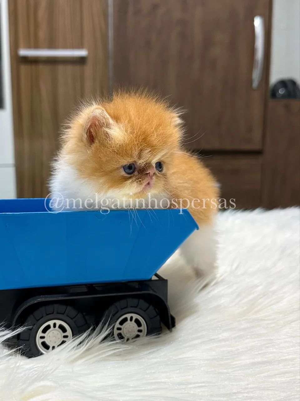 Gatos Persas - Filhotes  - Foto 2