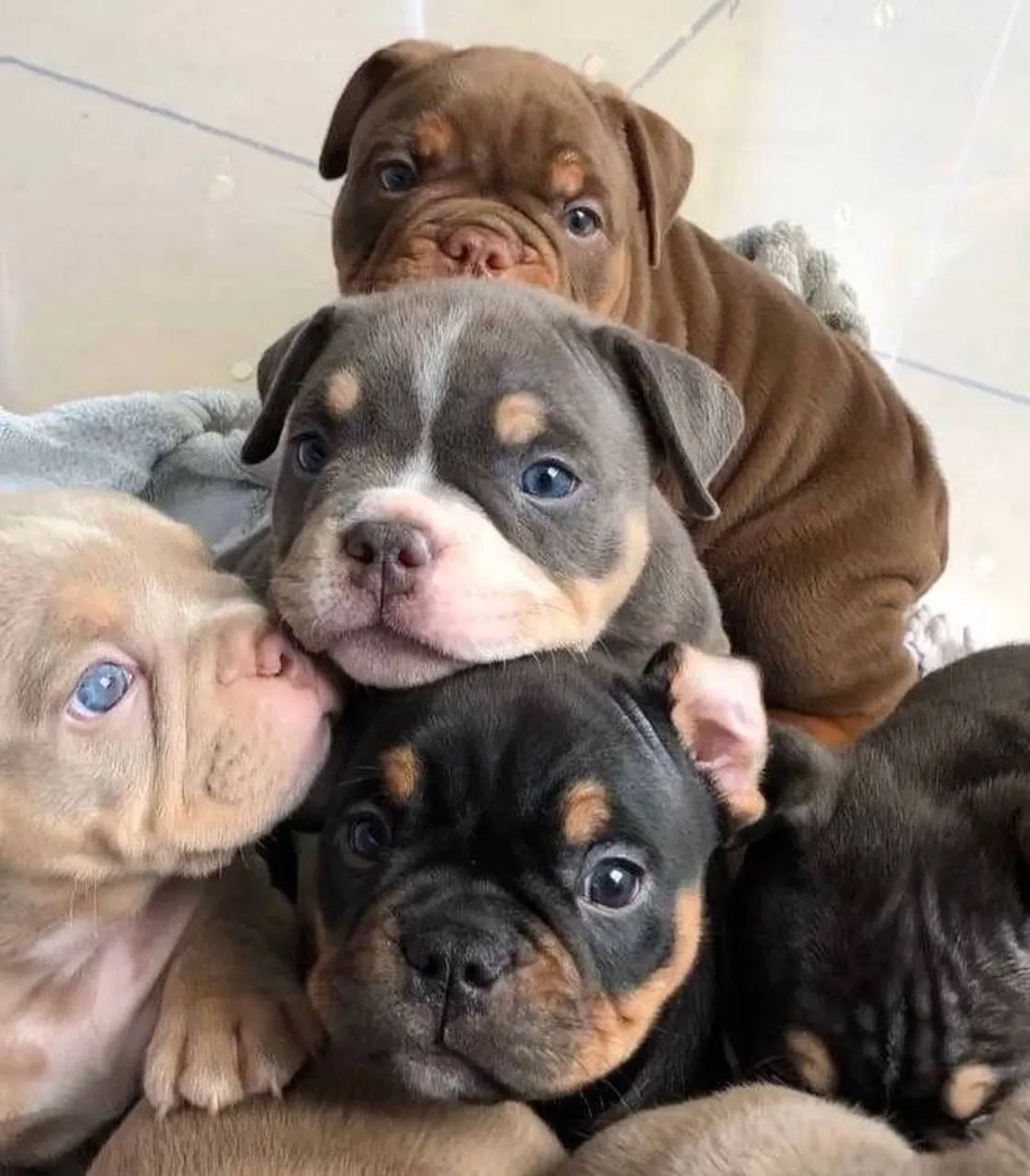 American Bully - Companhia Que Faz Companhia 