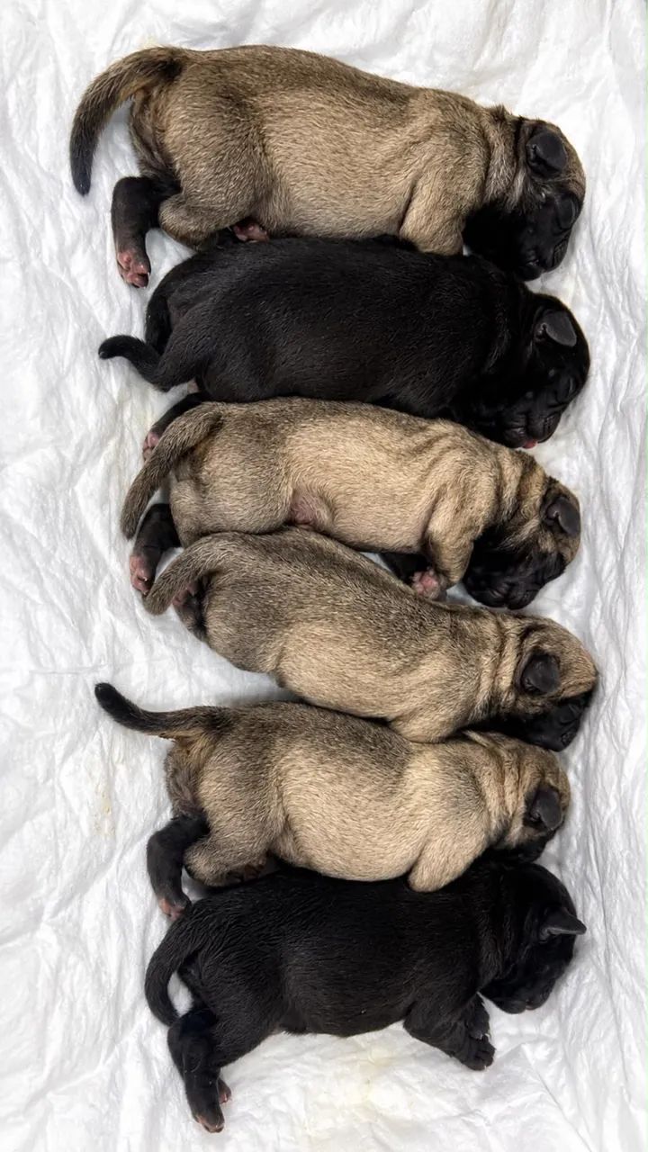 Filhote de PUG - Foto 5