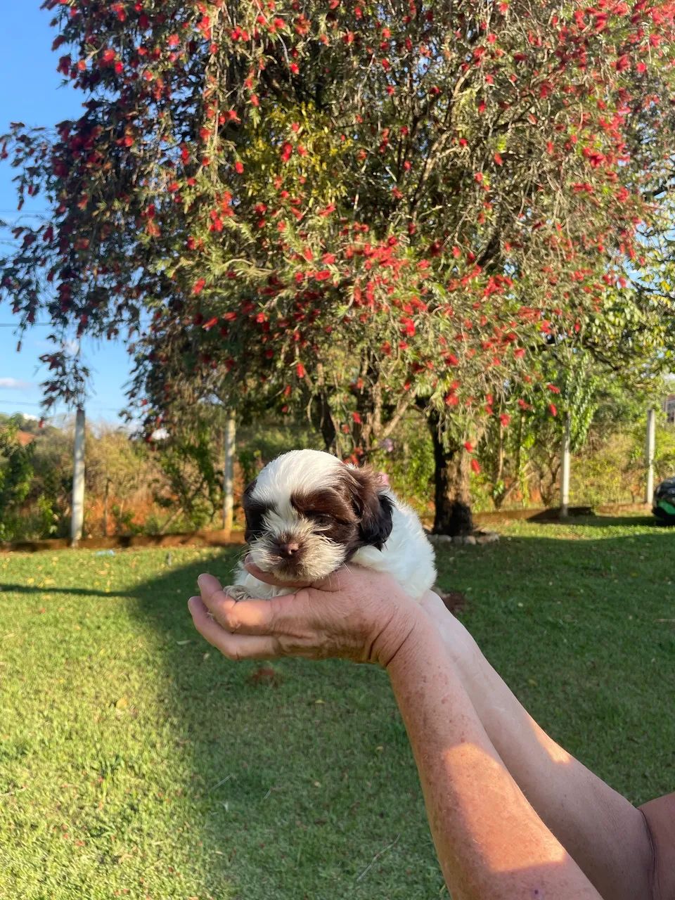 Shih-tzu macho branco e chocolate  - Foto 3