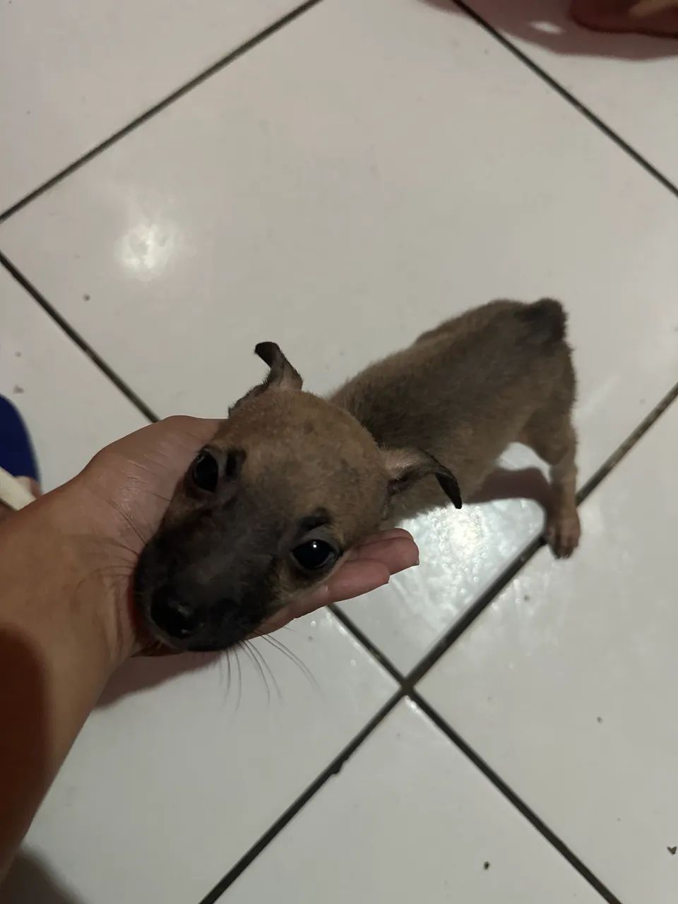 Doação dessa cachorrinha  - Foto 4