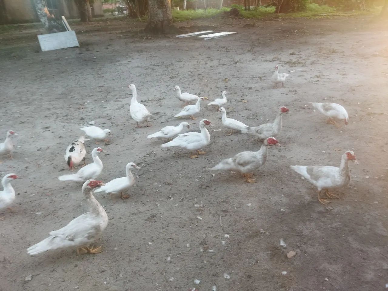 Patos pra vender  - Foto 3